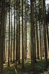 Fototapeta premium Pine forest background. Nature texture. Woods landscape. Schlieren, Zurich, Switzerland.