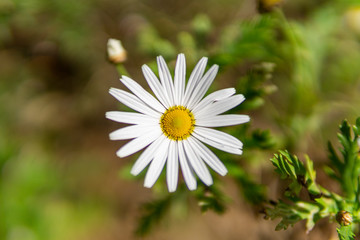 Fototapeta premium la fleur ce matin