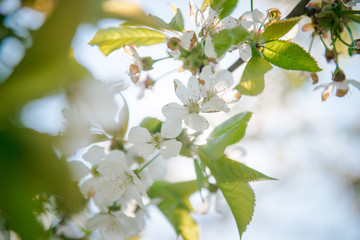 Cherry Blossom. White flowers on tree branch, selective focus. Gardening in spring. Spring Flowering branch on background blue sky