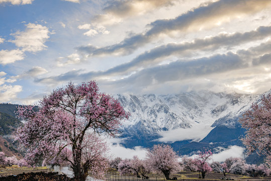 Nyingchi (Linzhi) landscape with peach blossoms in Tibet China. 