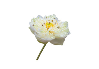 White lotus isolated on white background