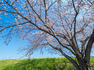青空と七分咲きの桜