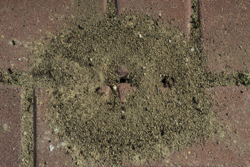 Termites. Anthill on paving slabs. Ant hill through the asphalt. Macro photo. Small details close up