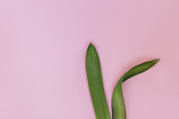 Rabbit rabbit ears made of natural green leaves on a pink background. Symbol of the spring of the Orthodox and Catholic holidays. The concept of minimalism.