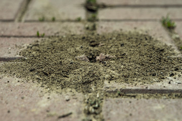 Termites. Anthill on paving slabs. Ant hill through the asphalt. Macro photo. Small details close up