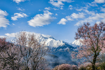 Nyingchi (Linzhi) landscape with peach blossoms in Tibet China. 