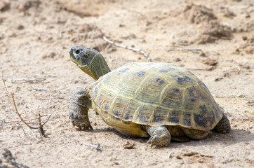 The Russian tortoise (Agrionemys horsfieldii), also commonly known as the Afghan tortoise, the Central Asian tortoise. Kyzylkum Desert, Uzbekistan, Central Asia.