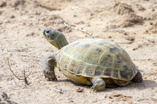 The Russian Tortoise (Agrionemys Horsfieldii), Also Commonly Known As The Afghan Tortoise, The Central Asian Tortoise. Kyzylkum Desert, Uzbekistan, Central Asia.