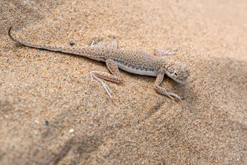 Lizard on the sand. Toadhead agama (Phrynocephalus interscapularis). Kyzylkum Desert, Uzbekistan, Central Asia.