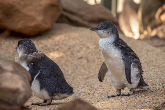 zwergpinguin-182-adobe
