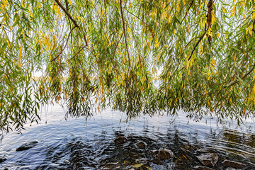 Curtain of weeping willow branches and leaves close to the Dnieper river in autumn are moved by the wind. Rocks and fallen yellow leaves in the water