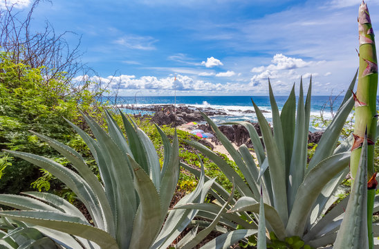 Agaves sur plage de Boucan Canot, &icirc;le de la R&eacute;union 