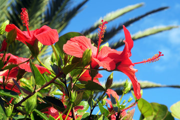 hibiskusblüten © Kalle Kolodziej