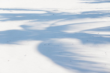 sillhouette of coconut leaves on white sand of the beach, concept summer