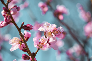 Fototapeta na wymiar bright pink and white flowers on trees, blooming, spring landscape, beautiful background