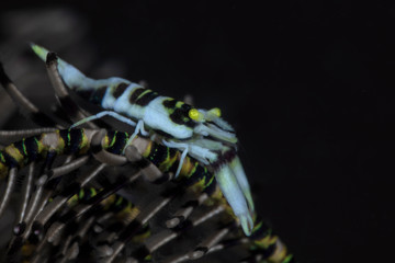 Crinoid Shrimp ( Laomenes sp.) Underwater macro photography from Tulamben, Bali,  Indonesia