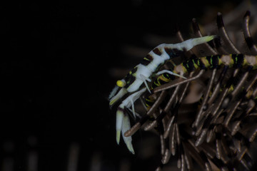 Crinoid Shrimp ( Laomenes sp.) Underwater macro photography from Tulamben, Bali,  Indonesia