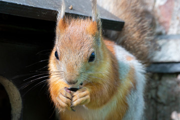 The squirrel eats a seed. An animal in the park.