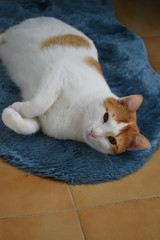 Gato blanco y naranja tumbado en un alfombra 