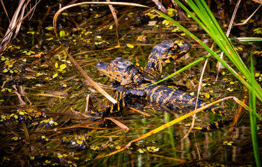 Alligator hatchlings in swamp