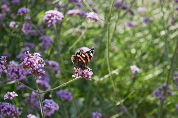 Butterfly on flower with spring background