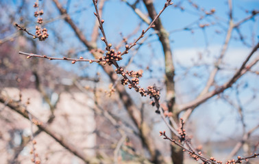 Early spring sweet cherry tree in garden. Gardening concept	