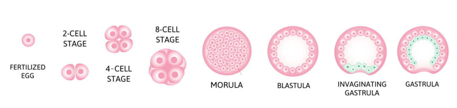Human embryonic development, or human embryogenesis from zygota to gastrula.