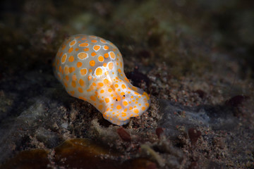 Yellow-Spotted Bubble Snail (Haminoea sp). Underwater macro photography from Tulamben, Bali,  Indonesia