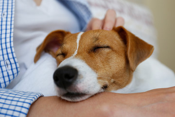 The cuttest one year old Jack Russel terrier doggy sleeping on woman's lap. Small adorable doggy with funny fur stains lying with owner. Close up, copy space, isolated background.