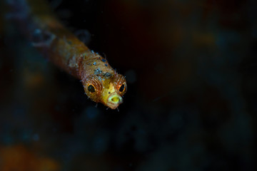 Pipefishe (Syngnathinae). 
Underwater macro photography from Tulamben, Bali,  Indonesia