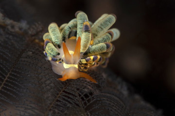 Orange-Mark Trinchesia (Trinchesia sp.) Underwater macro photography from Tulamben, Bali,  Indonesia
