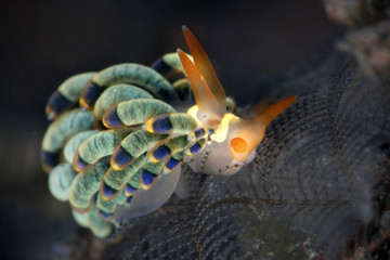 Orange-Mark Trinchesia (Trinchesia sp.) Underwater macro photography from Tulamben, Bali,  Indonesia