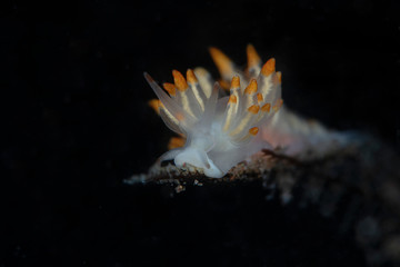 Nudibranch Trinchesia sp.. Underwater macro photography from Tulamben, Bali,  Indonesia