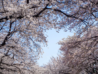 満開の桜と澄んだ青い空