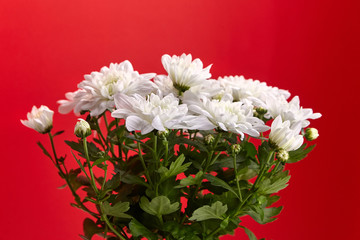 Chrysanthemum plant. White chrysanthemum flowers, bouquet, houseplant on red background