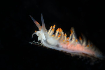 Nudibranch Trinchesia sp.. Underwater macro photography from Tulamben, Bali,  Indonesia