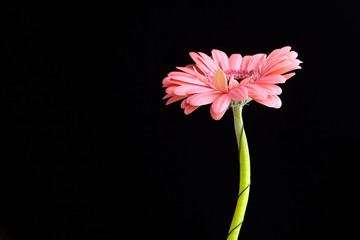 Gerbera pink flower, plant with pink petals on black background