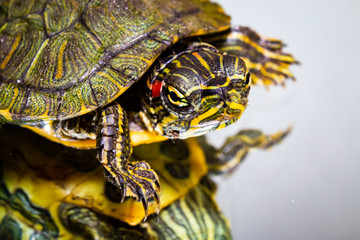 Obraz premium Turtle on mirror