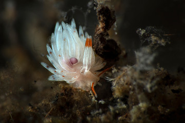 Orange-Barbel Trinchesia. Nudibranch (Trinchesia sp.) Underwater macro photography from Tulamben, Bali,  Indonesia