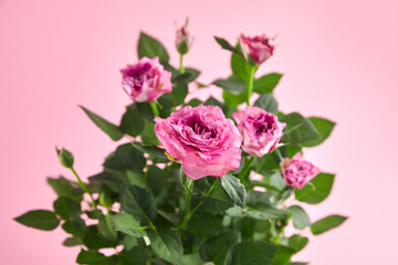 Pink roses, houseplant, indoor flowers on pink background, closeup