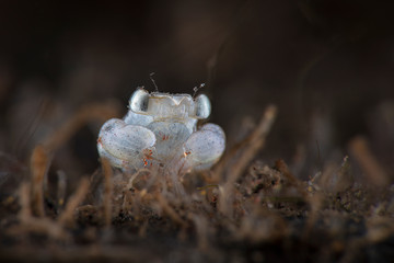 Megalopa (the final larval stage in decapod crustaceans), size 2mm. Underwater macro photography from Tulamben, Bali,  Indonesia
