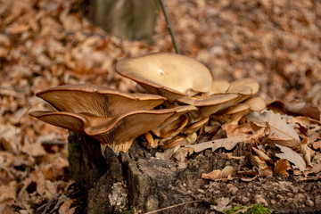 Mushrooms growing on the dead wood in the forest