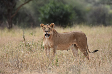 Female lion in Tarangire National Park, Tanzania