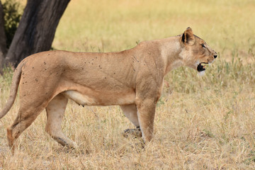 Female lion in Tarangire National Park, Tanzania