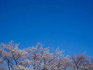 Obraz na płótnie Canvas 満開の桜と澄んだ青い空