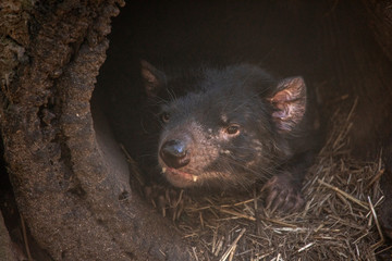 Tasmanien Devil liegt in Baumstamm