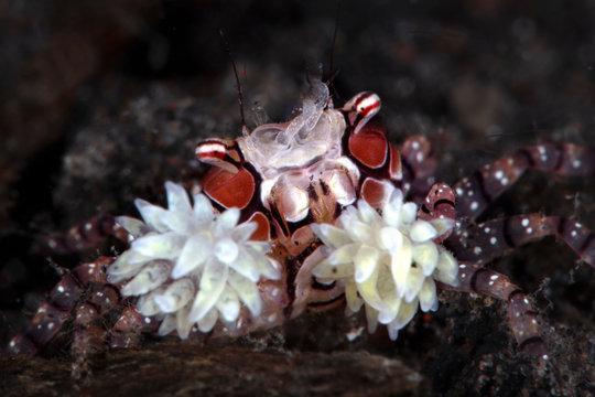  Pom-pom crab or boxer crab ( Lybia tesselata ). Underwater macro photography from Tulamben, Bali,  Indonesia