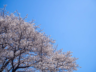 Obraz na płótnie Canvas 満開の桜と澄んだ青い空