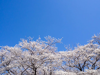 満開の桜と澄んだ青い空