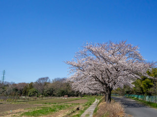 Obraz na płótnie Canvas 埼玉県見沼田んぼの満開のソメイヨシノの桜並木